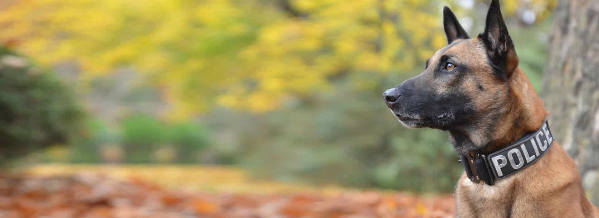 K9 Officer Cash Retires from Canton Police Force